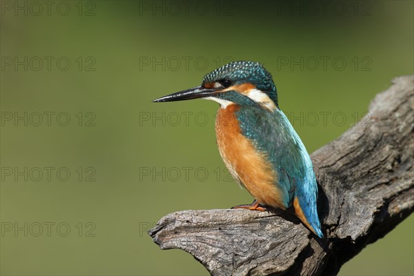 Kingfisher (Alcedo atthis)