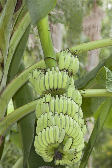 Bananas (Musa)