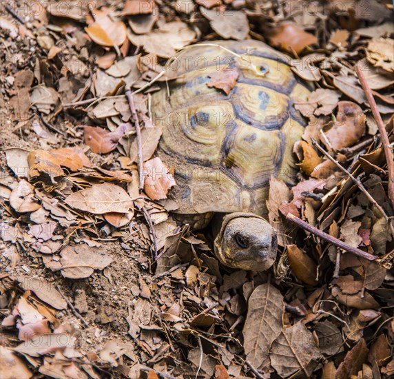 Hermann tortoise (Testudo hermanni) buried in foliage