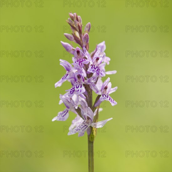 Common Spotted Orchid (Dactylorhiza fuchsii)