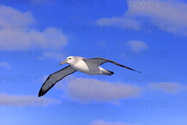 Shy albatross (Thalassarche cauta)