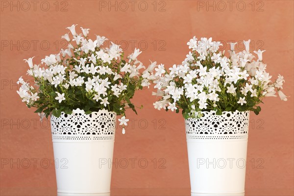 White harebells (Campanula rotundifolia) in two white planters