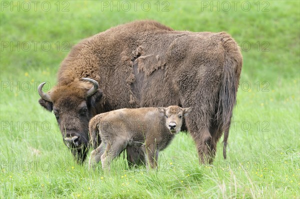 European bison (Bison bonasus)