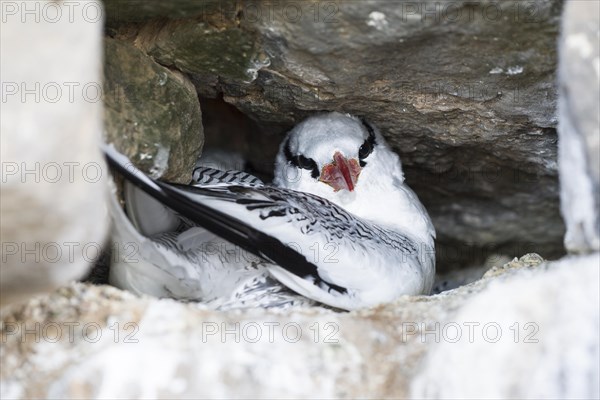 Red-billed Tropic Bird (Phaethon aethereus)