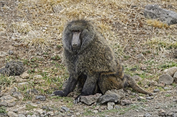 Olive Baboon