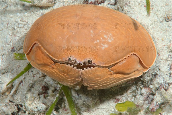 Smooth crab (Calappa calappa)