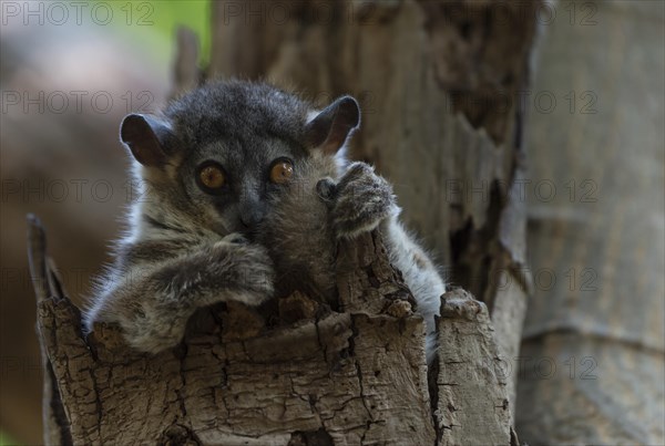 White-footed Sportive Lemur (Lepilemur leucopus)