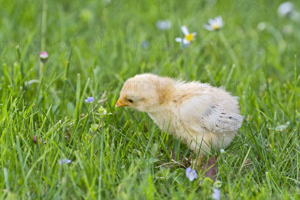 Bantam chick