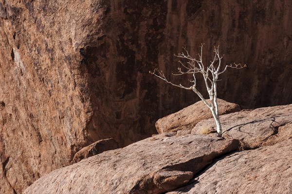 Shepherd's tree (Boscia albitrunca) between rocks at Twyfelfontein