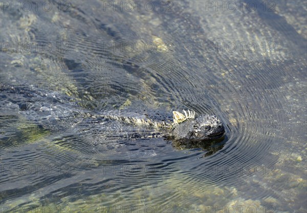 Marine Iguana (Amblyrhynchus cristatus) swimming