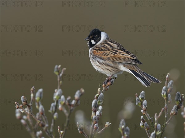 Common Reed Bunting (Emberiza schoeniclus)