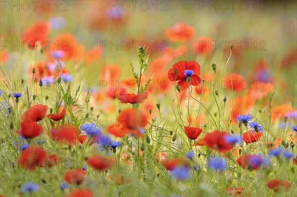 Flower meadow with Common Poppies (Papaver rhoeas) and Cornflowers (Centaurea cyanus)