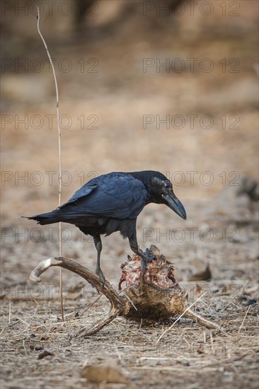 Carrion Crow (Corvus corone) on the skull of a Chital or Cheetal (Axis axis)