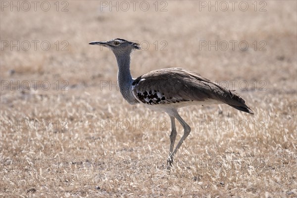 Kori bustard (Ardeotis kori)