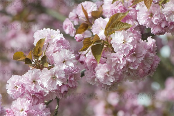 Japanese Cherry (Prunus serrulata)