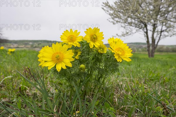 Spring Pheasant's Eye (Adonis vernalis)