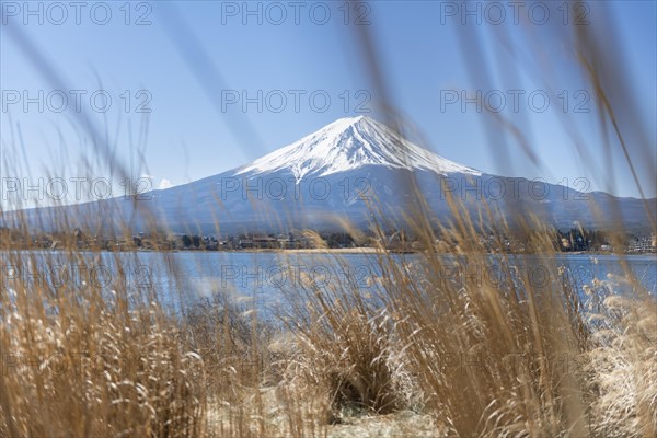 Reed bank at Lake Kawaguchi