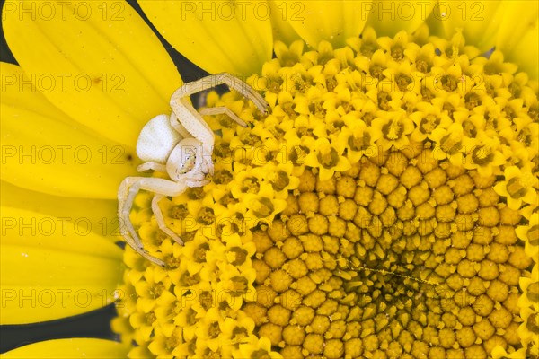 Goldenrod crab spider (Misumena vatia) on yellow flower of golden marguerite (Anthemis tinctoria)