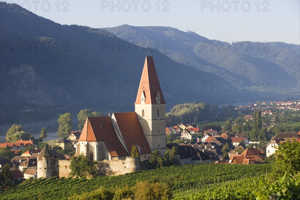 Vineyards and a fortified church on the Danube