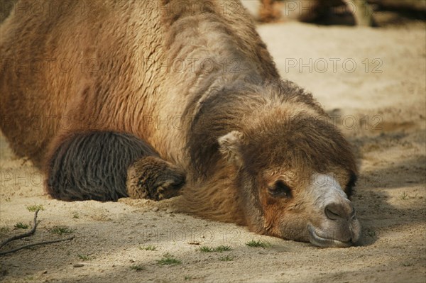 Bactrian Camel (Camelus ferus)