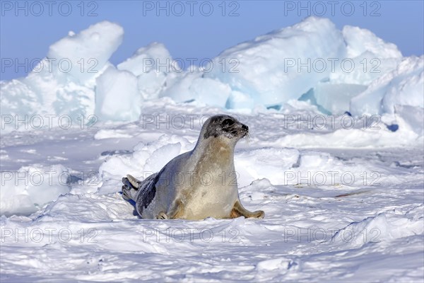 Harp Seal or Saddleback Seal (Pagophilus groenlandicus