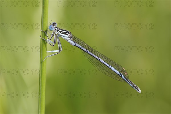 White-legged Damselfly (Platycnemis pennipes)