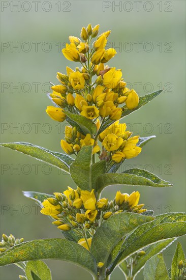 Garden Loosestrife (Lysimachia vulgaris)