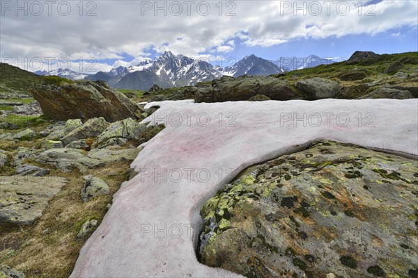 Snow Alga or Snow Algae (Chlamydomonas nivalis)