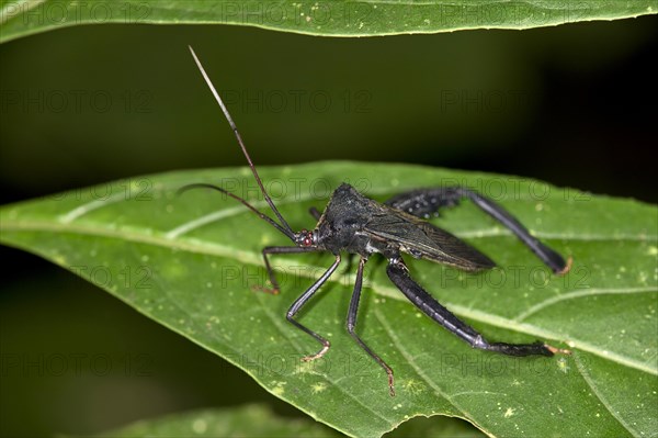 Assassin Bug (Reduviidae sp.)