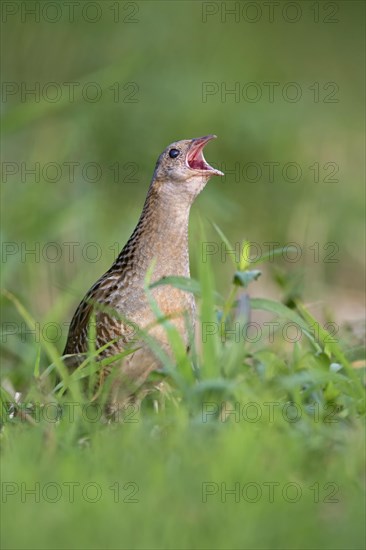 Corncrake (Crex crex)