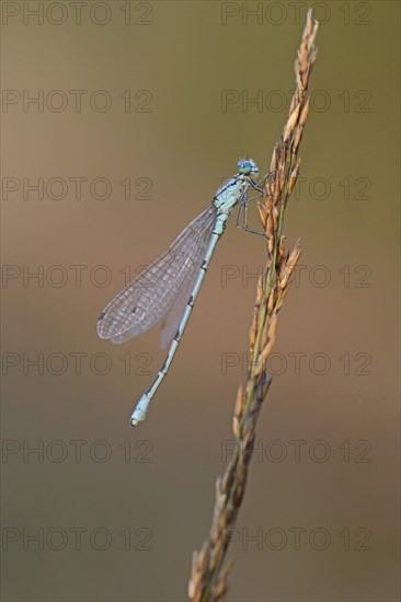 Common Blue Damselfly or Northern Bluet (Enallagma cyathigerum)