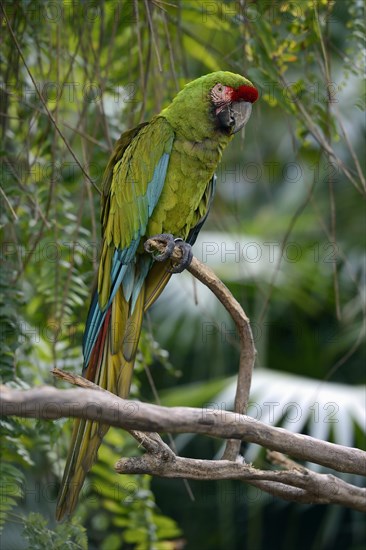 Great green macaw (Ara ambiguus)