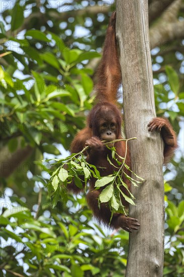 Bornean Orangutan (Pongo pygmaeus)