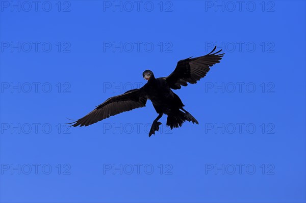 Cape Cormorant or Cape Shag (Phalacrocorax capensis)