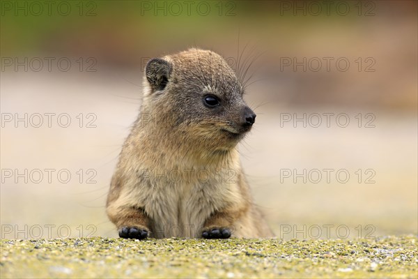 Rock Hyrax (Procavia capensis)