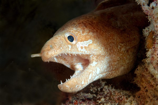 Greyface moray (Gymnothorax thrysoideus)