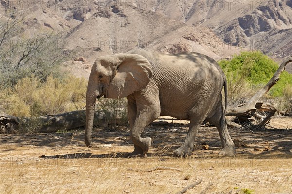 Rare Namibian Desert Elephant (Loxodonta africana)