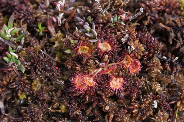 Round-leaved sundew (Drosera rotundifolia)