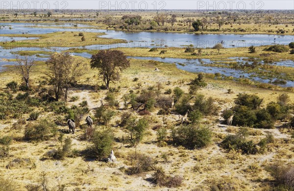 African Elephants (Loxodonta africana) and Southern Giraffe (Giraffa camelopardalis giraffa)