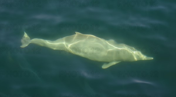 Spinner Dolphin (Stenella longirostris)