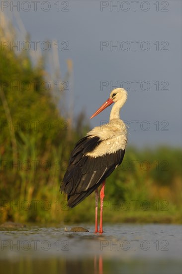 White Stork (Ciconia ciconia)