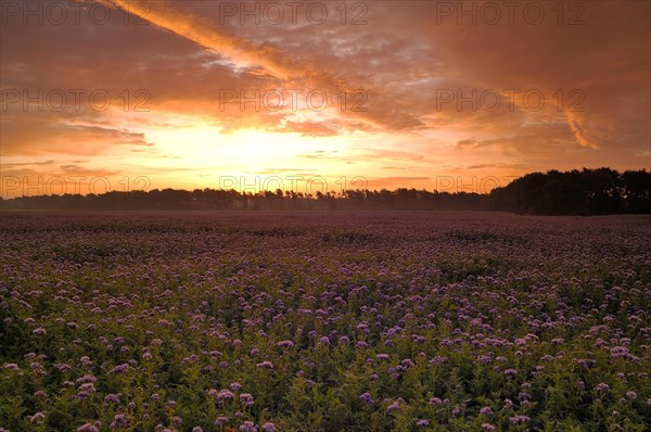 Field with Self-heal