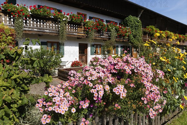 Kitchen garden with asters