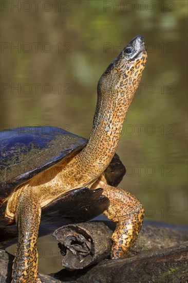 Black River Turtle (Rhinoclemmys funerea)