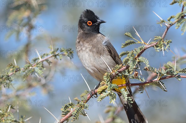 African Red-eyed Bulbul (Pycnonotus nigricans)