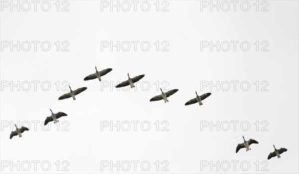 Flock of Greylag Geese (Anser anser) flying in V-formation
