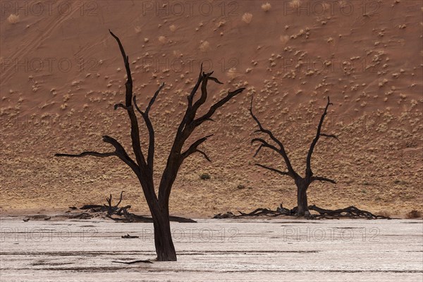 Dead camel thorn trees (Vachellia erioloba)