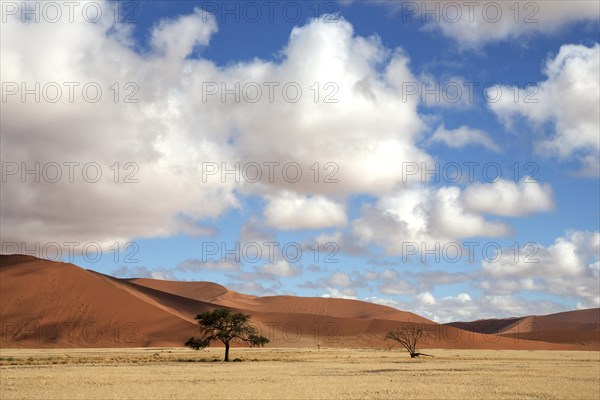 Camel thorn trees (Vachellia erioloba)