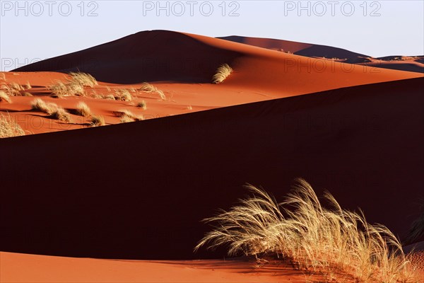 Sand dune covered with tufts of grass