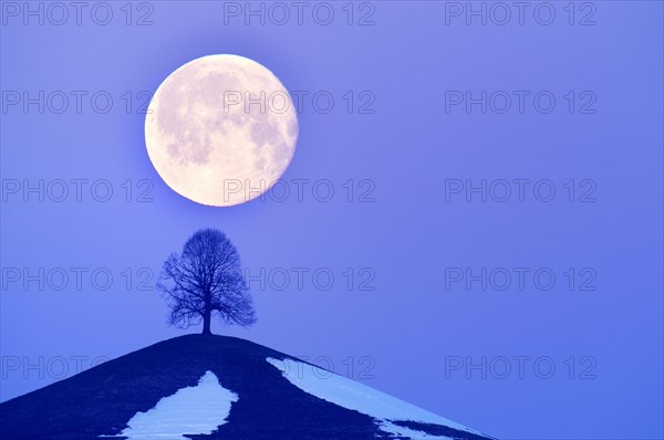 Lime Tree (Tilia) on a moraine hill at full moon